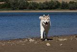SIBERIAN HUSKY 618